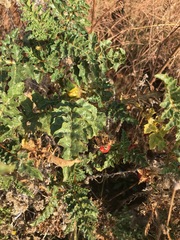 Solanum sisymbriifolium