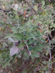 Berberis chilensis