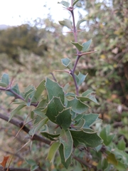 Berberis chilensis