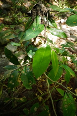 Ebenaceae