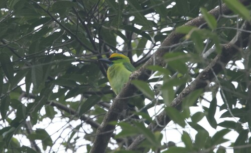 Yellow-crowned Barbet (Psilopogon henricii), photo 9
