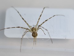 Neotama mexicana