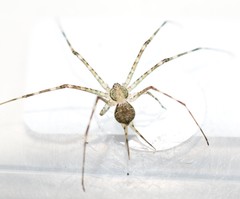 Neotama mexicana