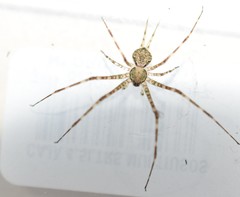 Neotama mexicana