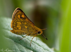 Taractrocera luzonensis
