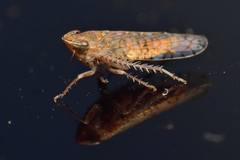 Mesamia