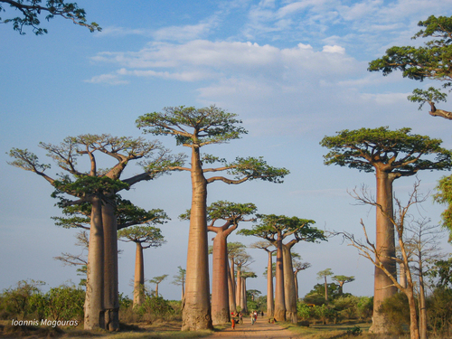 Adansonia grandidieri