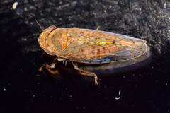 Mesamia