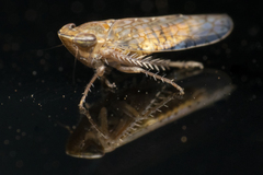Mesamia