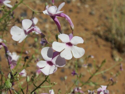 Image of Penstemon ambiguus by (c) Anders Hastings, some rights reserved (CC BY)