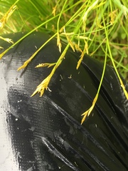 Carex bromoides