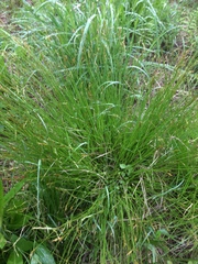 Carex bromoides