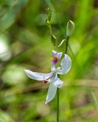 Calopogon pallidus