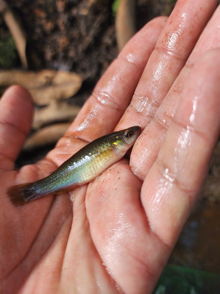 Gestippelde Midden-Amerikaanse killivis (Profundulus punctatus) — Profundulidae