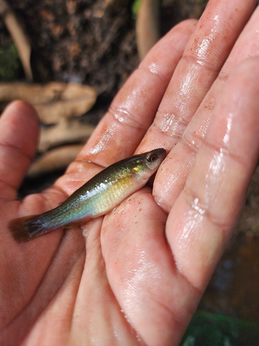 Brownspotted killifish (Profundulus punctatus) — Profundulidae