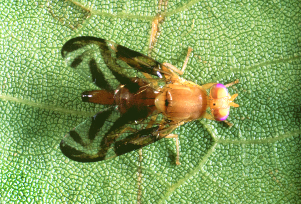 Caribbean Fruit Fly