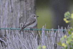Muscicapa striata tyrrhenica