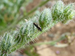 Plagiognathus moerens