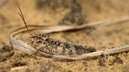 Mottled Sand Grasshopper photo 6