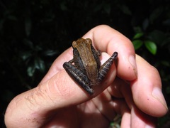 Craugastor crassidigitus