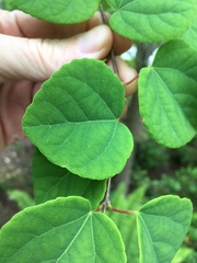 Cercidiphyllum japonicum
