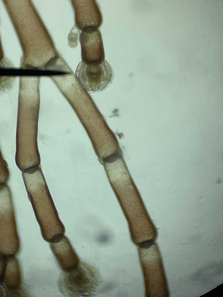 Anotrichium tenue