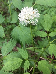 Actaea rubra