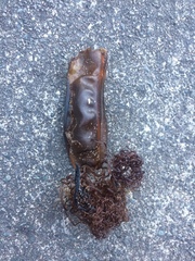 Scyliorhinus stellaris