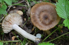 Entoloma clypeatum