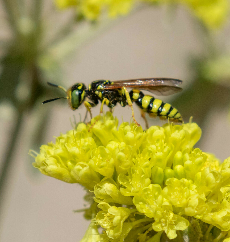 Beewolves from Washoe County, NV, USA on July 1, 2024 at 12:19 PM by ...