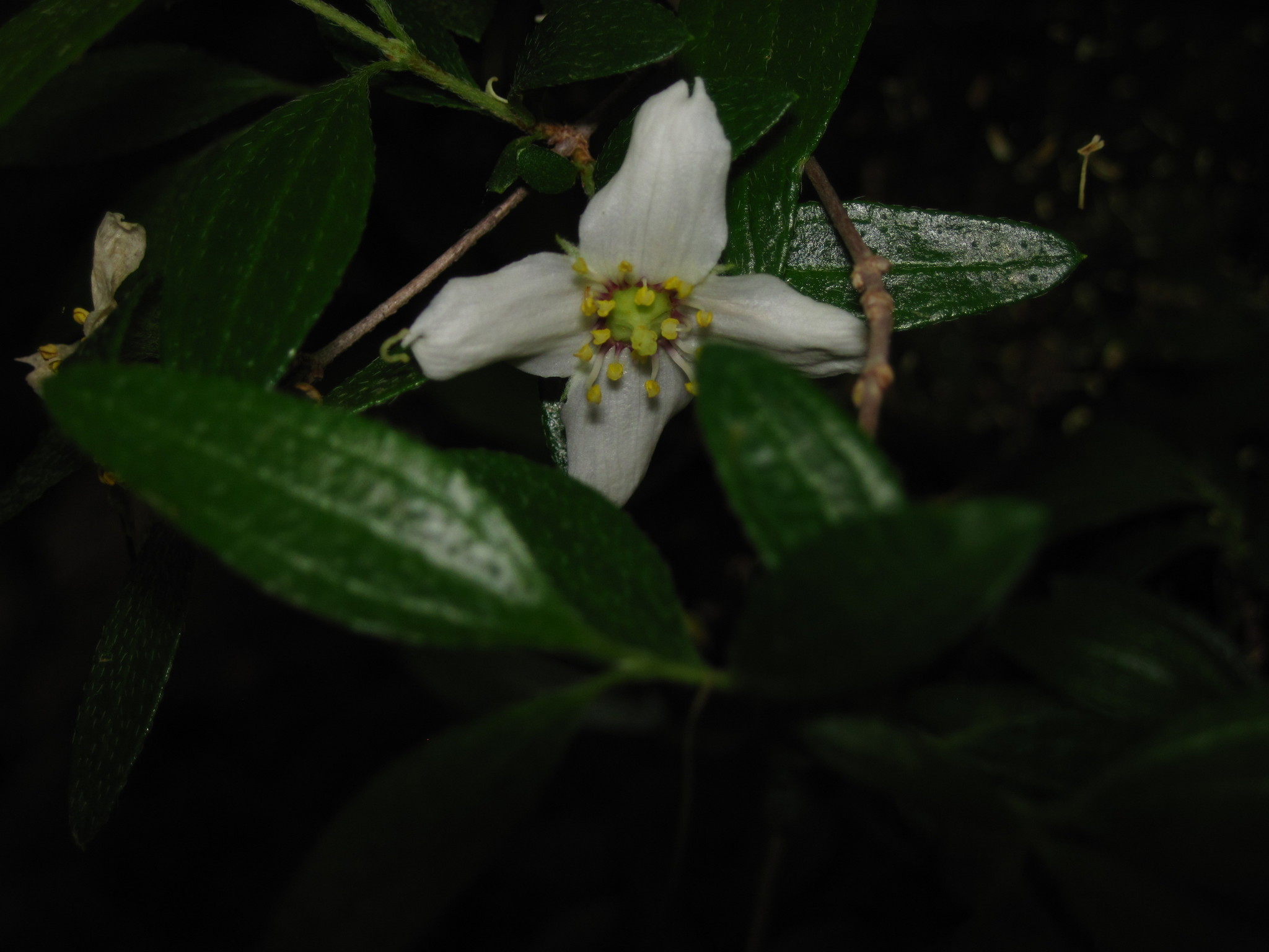 Philadelphus ernestii