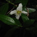 Canyon Mock Orange - Photo (c) Robby Deans, some rights reserved (CC BY-NC), uploaded by Robby Deans