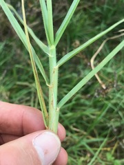 Cenchrus clandestinus