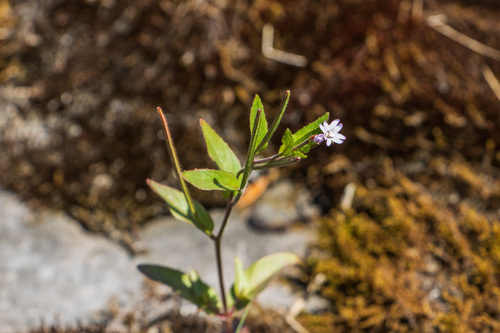 American Willowherb