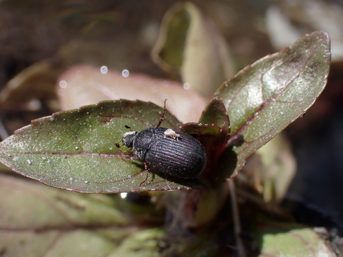 Serica anthracina observed 2024-06-14