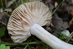 Entoloma clypeatum