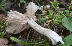 Entoloma clypeatum