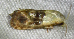 Eugnosta erigeronana