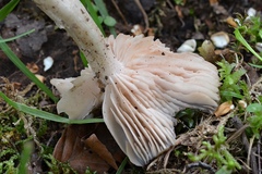 Entoloma clypeatum