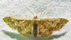 Idaea celtima