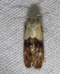 Eugnosta erigeronana