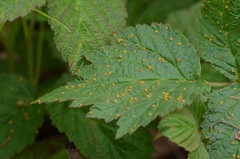 Phragmidium rubi-idaei