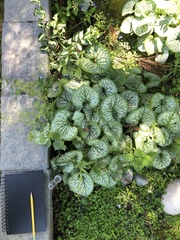 Brunnera macrophylla
