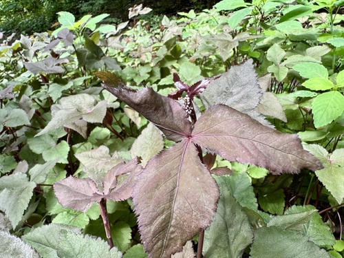 Image of Cryptotaenia japonica by no rights reserved