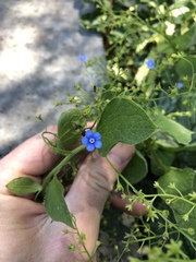 Brunnera macrophylla