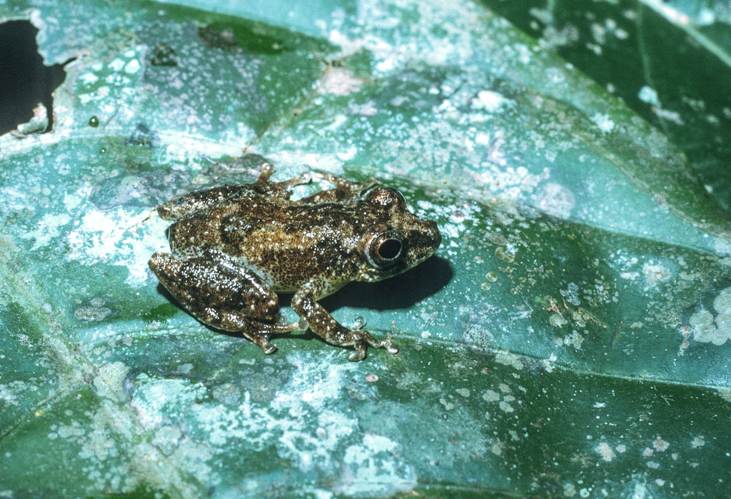Dizangue Reed Frog