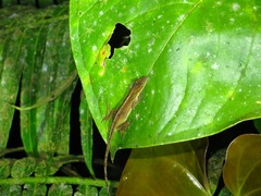 Anolis polylepis