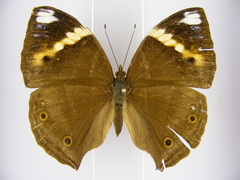 Kallimoides rumia rattrayi