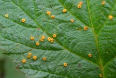 Phragmidium rubi-idaei