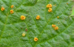 Phragmidium rubi-idaei